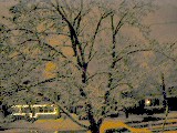 First snow from front porch- Dec 8-2001- 02 JPG